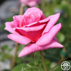 Aloha -Heirloom Roses aloha logo 03