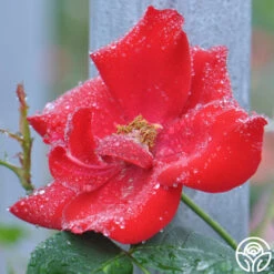 Altissimo® -Heirloom Roses altissimo logo 02