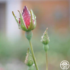 Altissimo® -Heirloom Roses altissimo logo 03