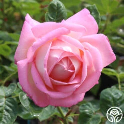 Amazing Grace™ 28 Amazing Grace™ -Heirloom Roses amazing grace 10 1