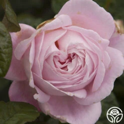 Amazing Grace™ 24 Amazing Grace™ -Heirloom Roses amazing grace 1 1