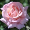 Amazing Grace™ 1 Amazing Grace™ -Heirloom Roses amazing grace 2 1 4