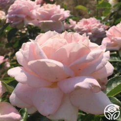 Amazing Grace™ 29 Amazing Grace™ -Heirloom Roses amazing grace 8 1