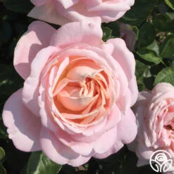 Amazing Grace™ 25 Amazing Grace™ -Heirloom Roses amazing grace 9 1