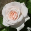 Amber Abundance® -Heirloom Roses amber abundance 1 5