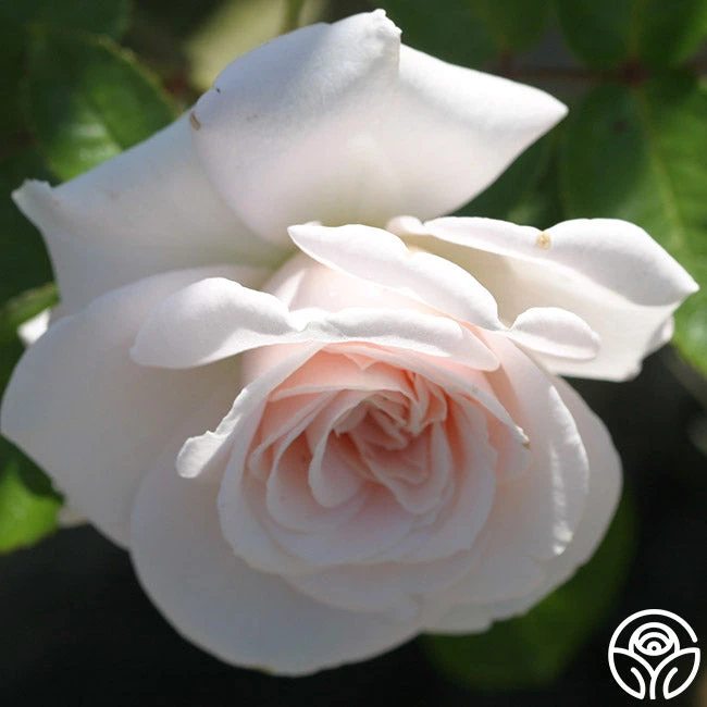 Amber Abundance® 5 Amber Abundance® - Image 3