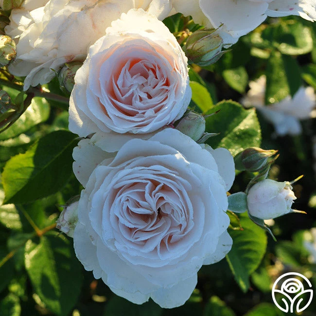 Amber Abundance® 4 Amber Abundance® - Image 2