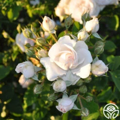 Amber Abundance® 9 Amber Abundance® -Heirloom Roses amber abundance 44