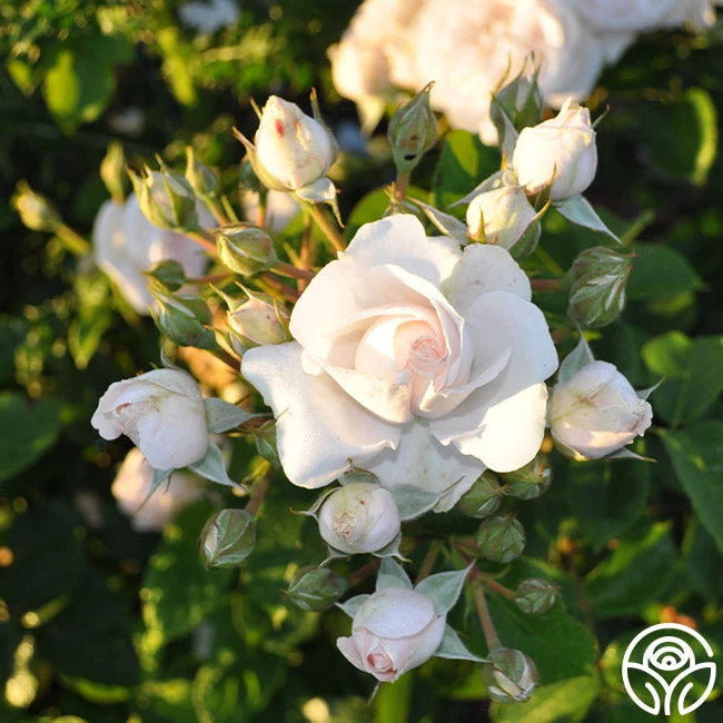 Amber Abundance® 6 Amber Abundance® - Image 4