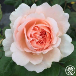 Ambridge Rose® -Heirloom Roses ambridge rose logo 02