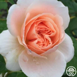 Ambridge Rose® -Heirloom Roses ambridge rose logo 03