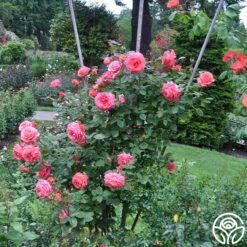 America™ -Heirloom Roses america 11