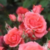 America™ -Heirloom Roses america 12