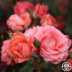 America™ -Heirloom Roses america 13