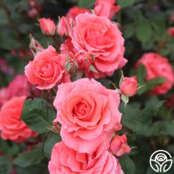 America™ -Heirloom Roses america 15