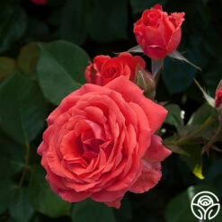 America™ -Heirloom Roses america 1 8