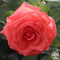 America™ -Heirloom Roses america 7 1
