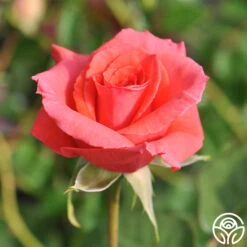 America™ -Heirloom Roses america 8