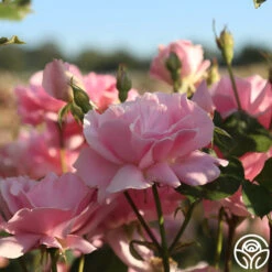 Amiga Mia -Heirloom Roses amiga mia 24