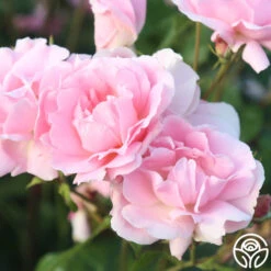 Amiga Mia -Heirloom Roses amiga mia 25