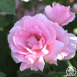 Amiga Mia -Heirloom Roses amiga mia 27