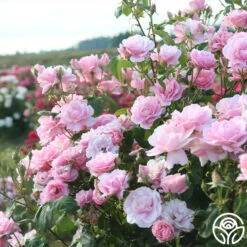 Heirloom Roses -Heirloom Roses amiga mia 2c