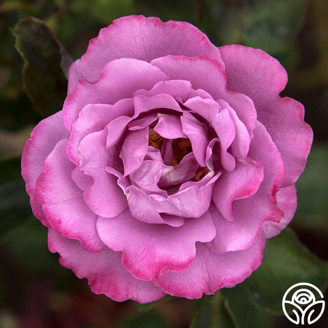 Angel Face 3 Angel Face