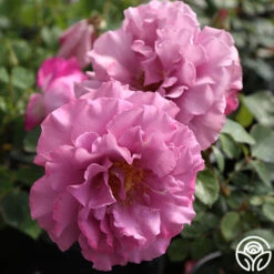 Angel Face 11 Angel Face -Heirloom Roses angel face 2 1