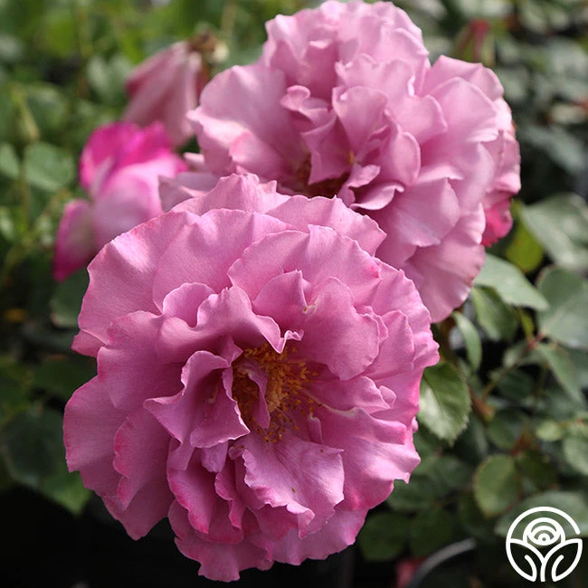 Angel Face 7 Angel Face - Image 5