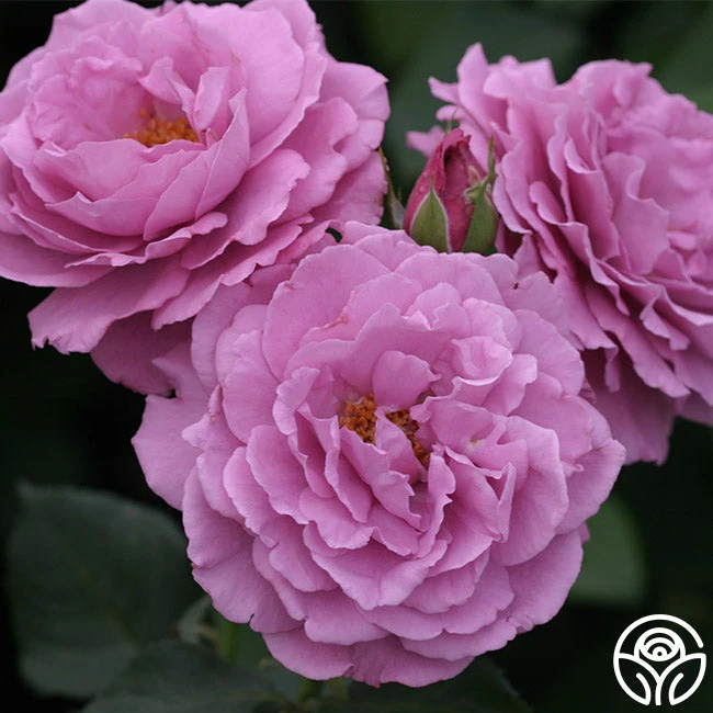 Angel Face 4 Angel Face - Image 2