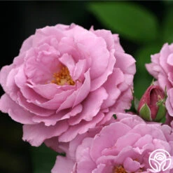 Angel Face 9 Angel Face -Heirloom Roses angel face 5 1