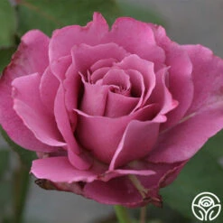 Angel Face 10 Angel Face -Heirloom Roses angel face 6