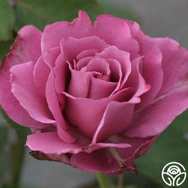 Angel Face 6 Angel Face - Image 4