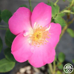 Angelina -Heirloom Roses angelina 12