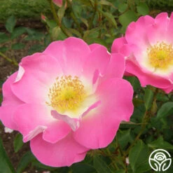 Angelina -Heirloom Roses angelina 15