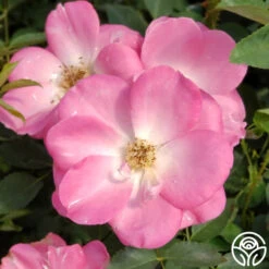 Angelina -Heirloom Roses angelina 1 1