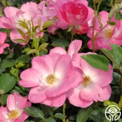 Angelina -Heirloom Roses angelina 3 1