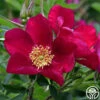 Ann Endt -Heirloom Roses ann endt logo 02