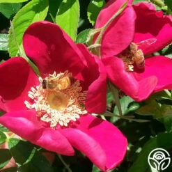 Ann Endt -Heirloom Roses ann endt logo 03