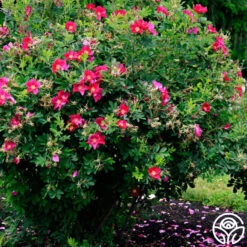 Ann Endt -Heirloom Roses ann endt logo 04