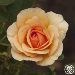 Anne Harkness® -Heirloom Roses anne harkness logo 01