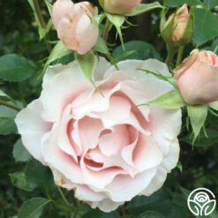 Anne Hathaway™ 20 Anne Hathaway™ -Heirloom Roses anne hathaway logo 01