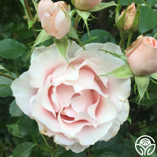 Anne Hathaway™ 11 Anne Hathaway™ - Image 9