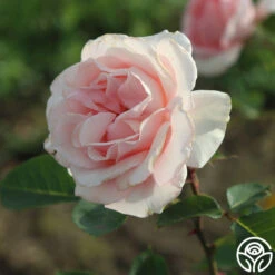 Anne Hathaway™ 16 Anne Hathaway™ -Heirloom Roses anne hathaway logo 02