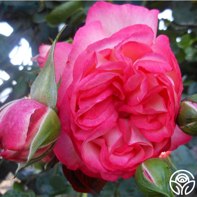 Antique 12 Antique - Image 10