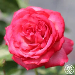 Antique 21 Antique -Heirloom Roses antique 45