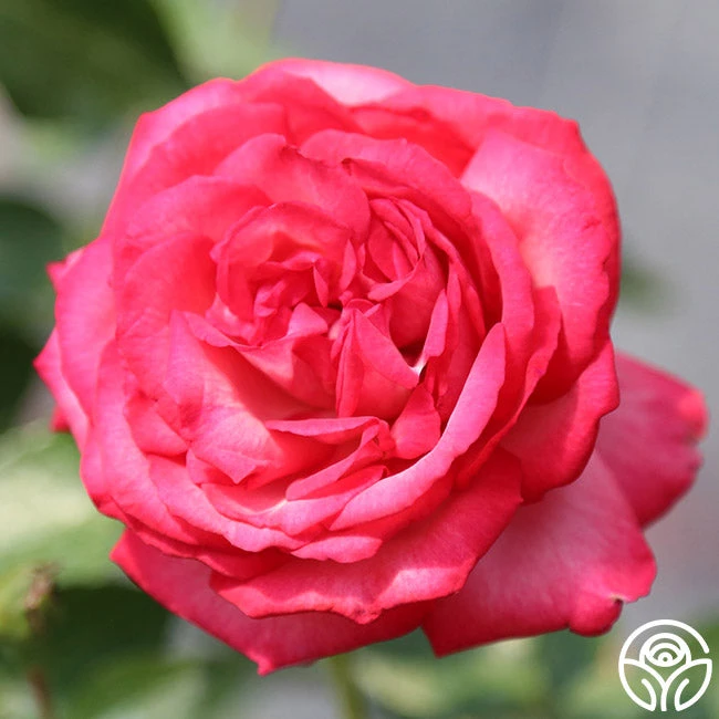 Antique 11 Antique - Image 9