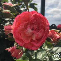 Antique 20 Antique -Heirloom Roses antique 5