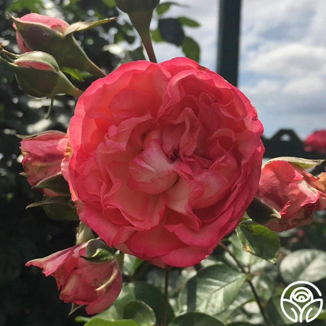 Antique 10 Antique - Image 8