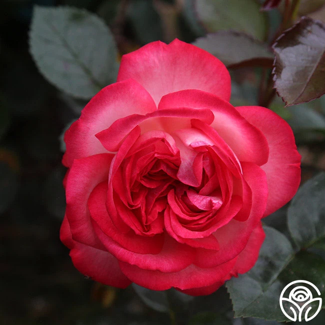 Antique 7 Antique - Image 5